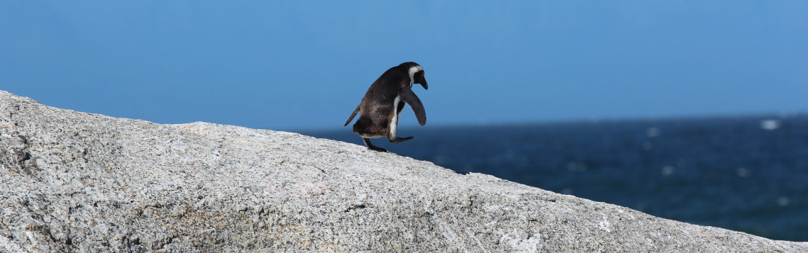 Boulders Beach, Cape Town, South Africa