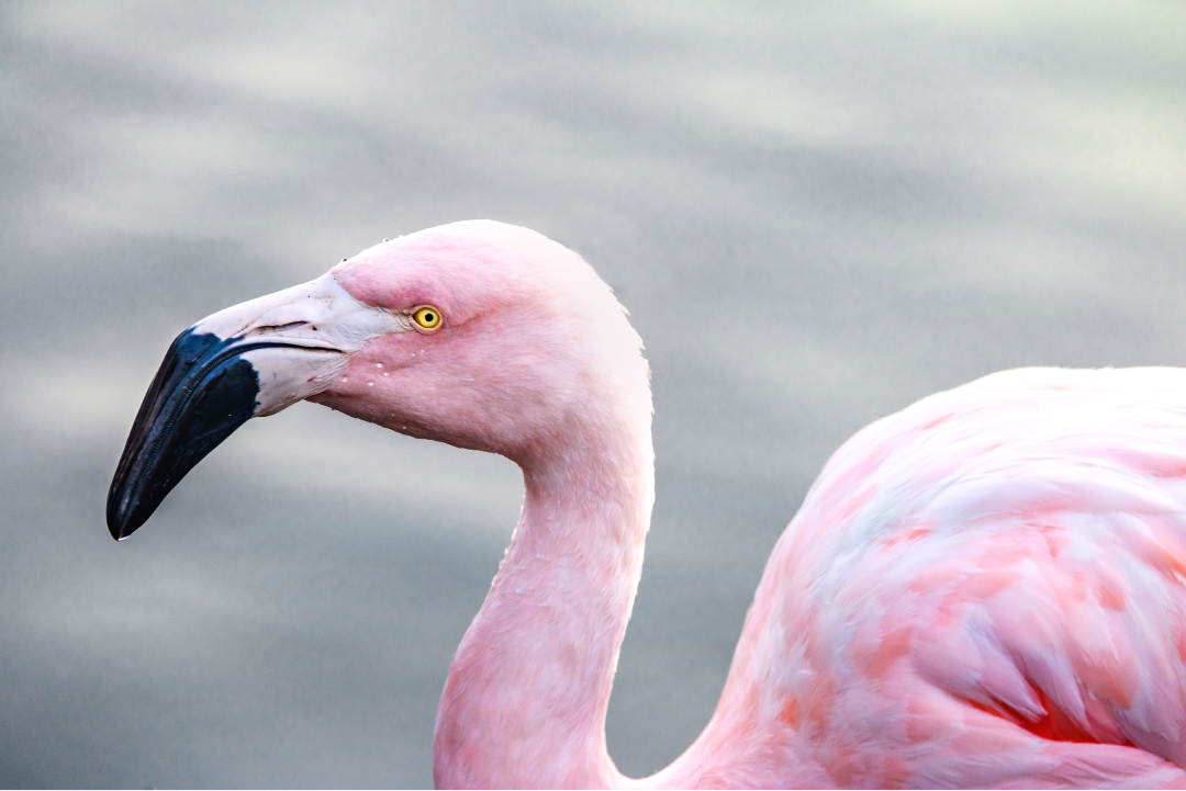 flamingo_parque_bicentenario_chile